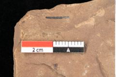 Foto (Detailsansicht) von Quercus palaeoilex Ettingshausen (NHMW-GEO-2024-0188-0917)